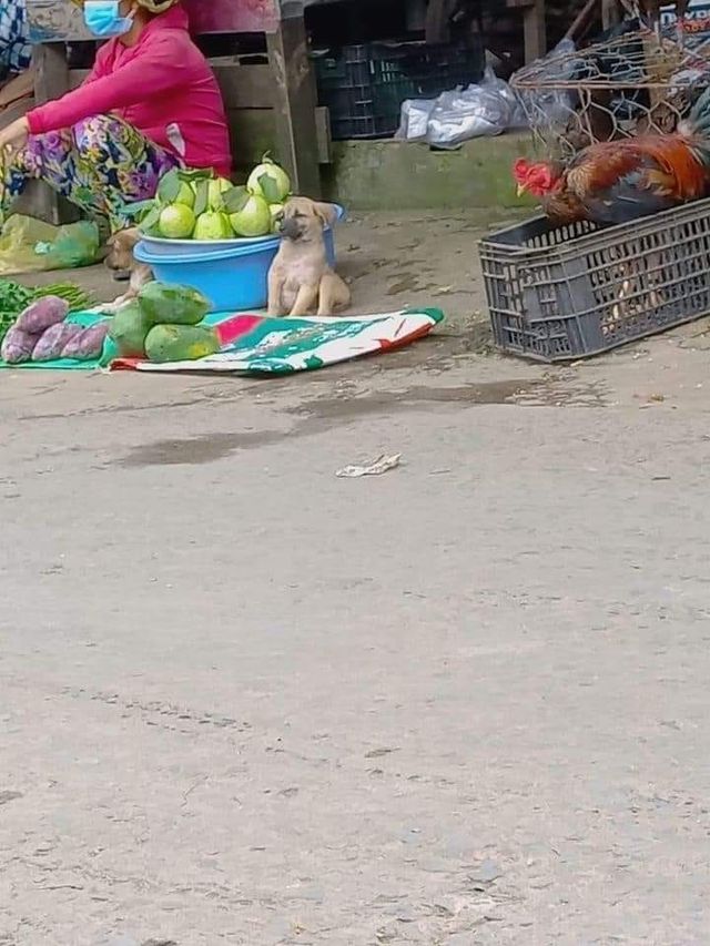 Animals that sell you stuff tweet media