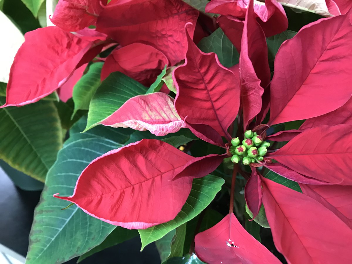 drdogtree's tweet image. Poinsettia bracts can do some pretty wacky things...