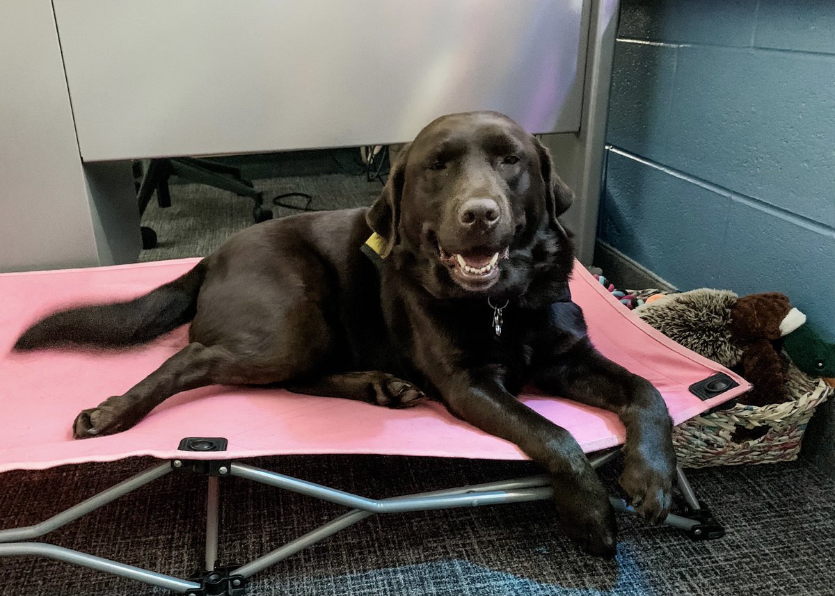 Two more days! I cannot wait to see all my friends <a href="/GuestElementary/">Guest Elementary</a>! We are going to have a great day on Monday! 🐾💕 See you soon 🦴#PALS #wleced <a href="/WalledLkSchools/">Walled Lake Schools</a> <a href="/WlcsdD/">WLCSD Therapy Dogs</a> <a href="/HouseMonica/">Monica House</a>