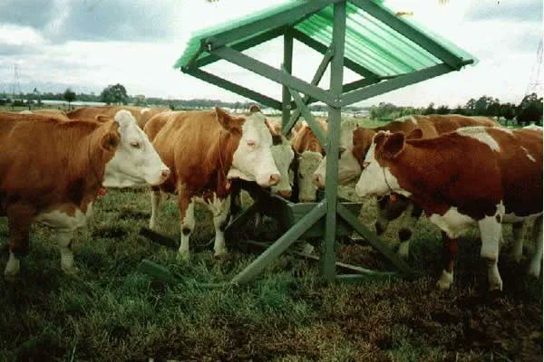 Sanidad del rodeo, clave para lograr un ternero por año
agroalimentando.com/nota/2395