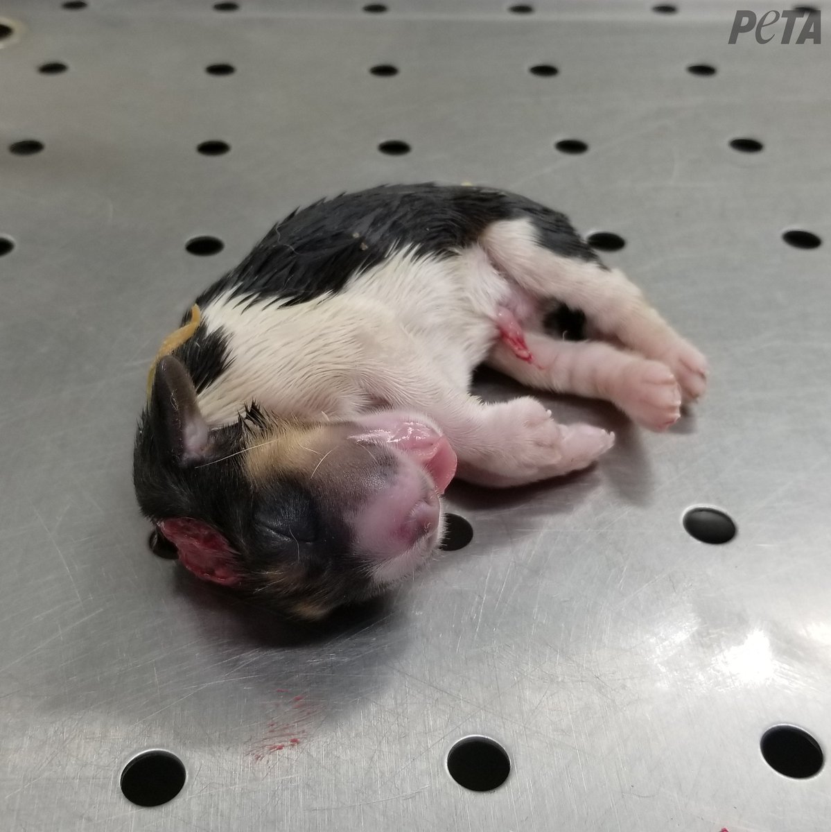 peta's tweet photo. They deserved to have a family and a home.

PETA’s eyewitness found more than 350 dead puppies at a dog factory farm that sells beagles to labs. #StopAnimalTests https://t.co/6VmUcTgjnD