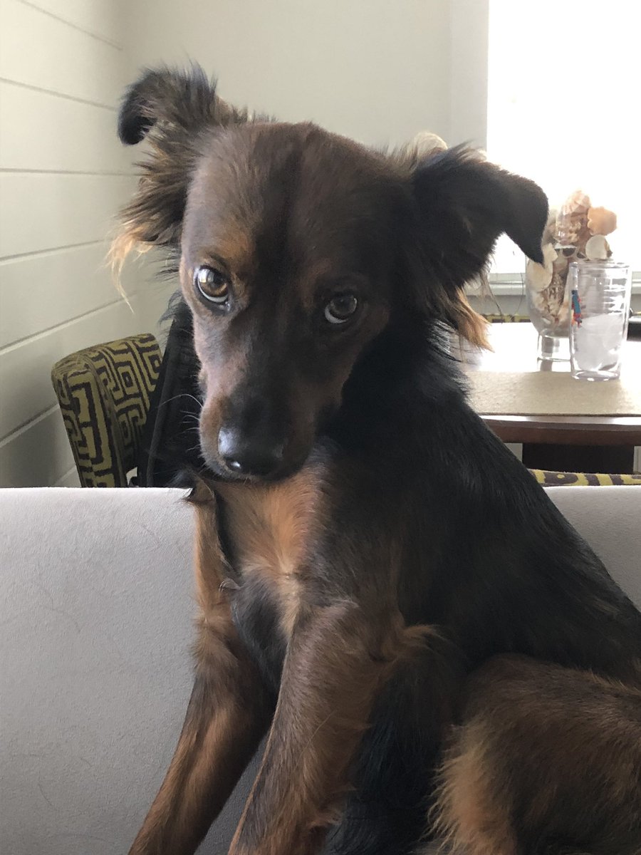 gatorrob91's tweet photo. I think our dogs may be related https://t.co/fLbVlwwC2S