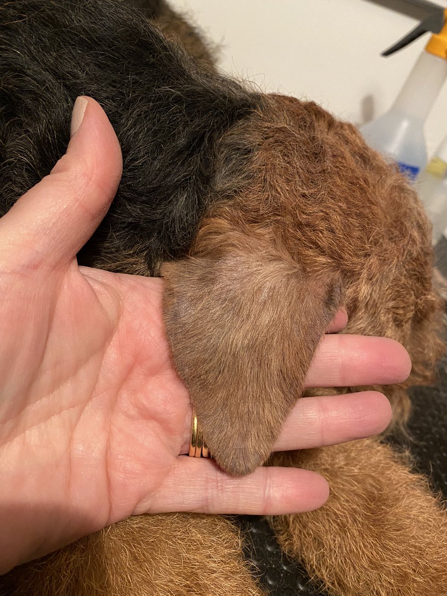 FlynnTheWelsh's tweet photo. Mum spent two hours tinkering with my ears this afternoon (I took the opportunity for a nap). Now I have two very neat ears and a big, daft, woolly head. Cheers mum. I hope you’re going to finish the job tomorrow. #HalfDone #NotGoingOutLikeThis https://t.co/FkxNRQKTZ2