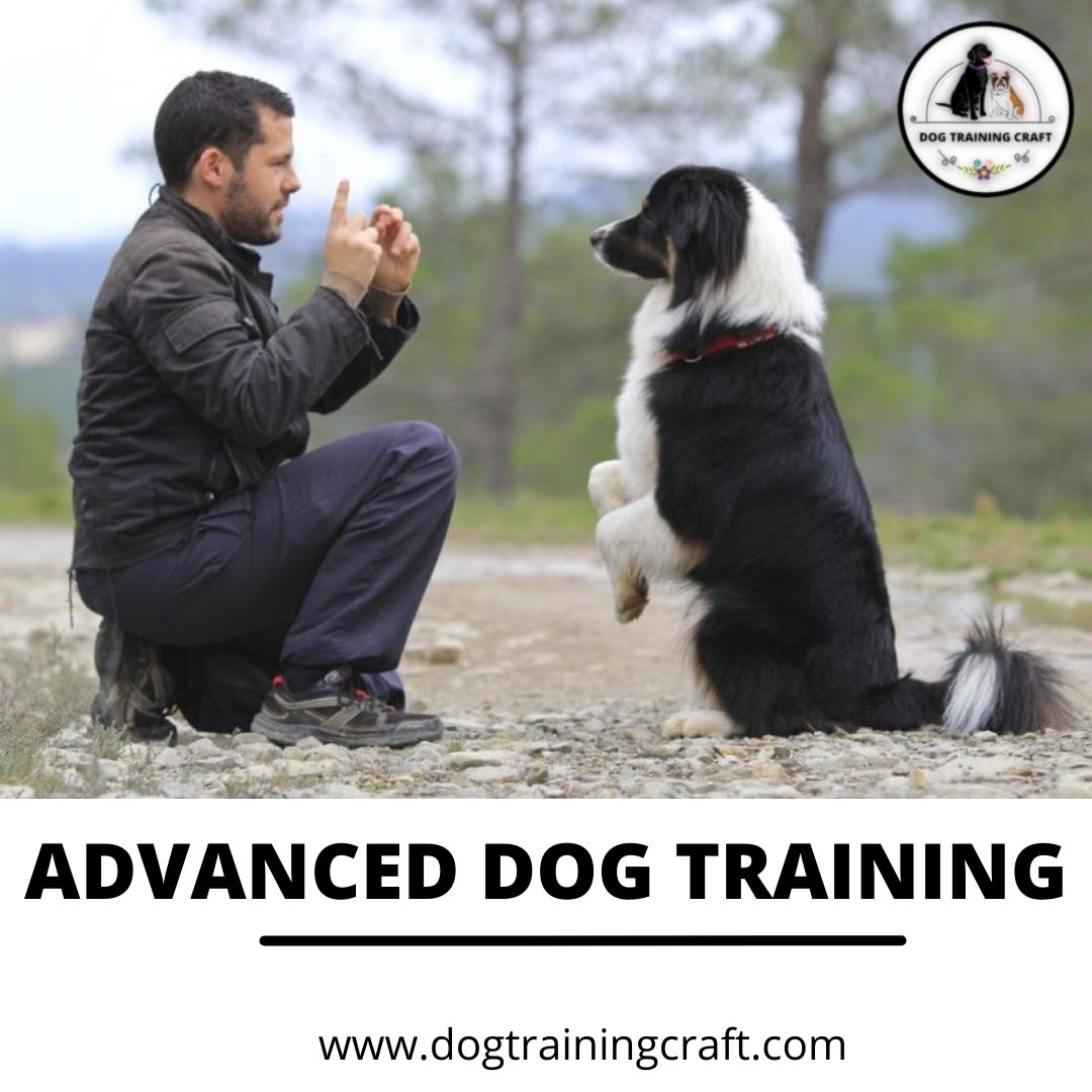 Once you bring your new dog home, it’s smart to begin training immediately. But where should you start? What’s the best way to train a puppy? And how do you train an adult dog? To know answers for all these questions visit – dogtrainingcraft.com 
#dogs #dogtraining #training
