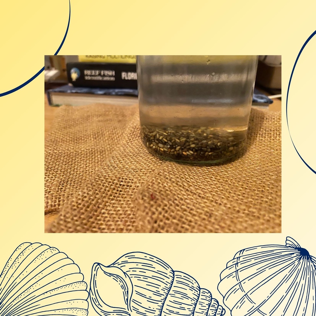 Want to get involved? Whether it's from the comfort of your sofa or getting outside <a href="/ProjectSeagrass/">Project Seagrass</a> has got something for you! Join @Seawilding in Scotland to collect seeds for their restoration project, download the Citizen Science app or offer up your own unique skill set!