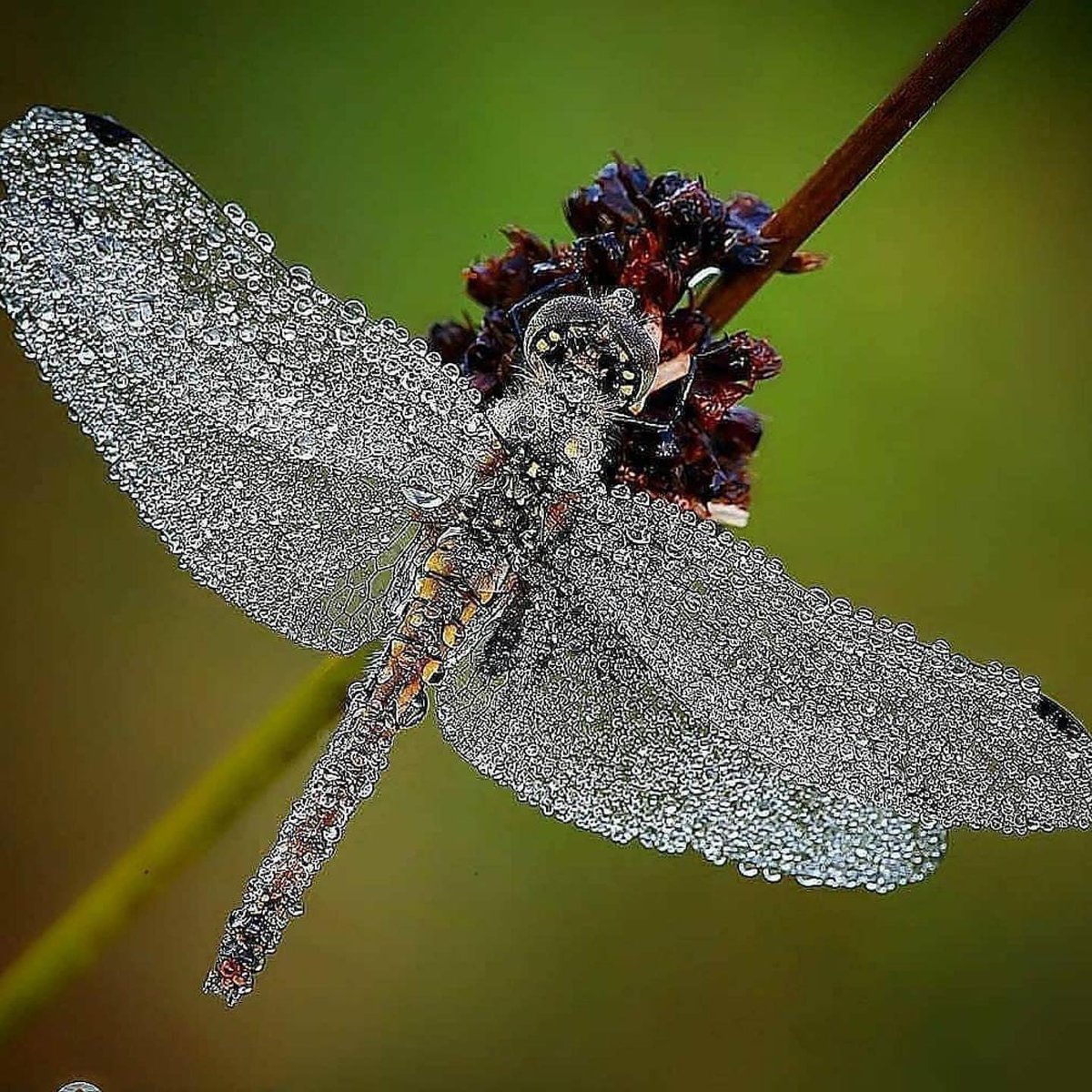 BEDEWED

Morning dew on a dragonfly, by Lasse Andersson @fotograf_lasse_andersson