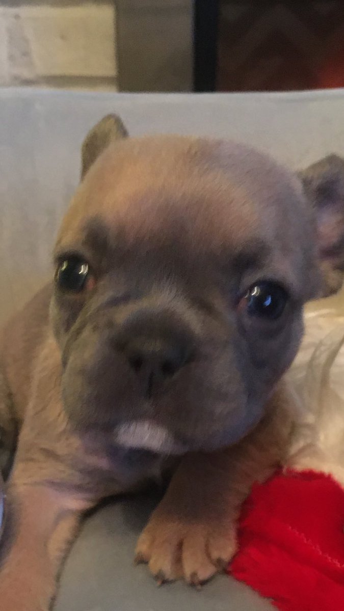 AlMid222's tweet photo. 7 of these little Frenchie Beauts looking for homes in 3 1/2 weeks  #frenchbulldogs #friendsforlife #foreverhomes https://t.co/TEnPpcQz30