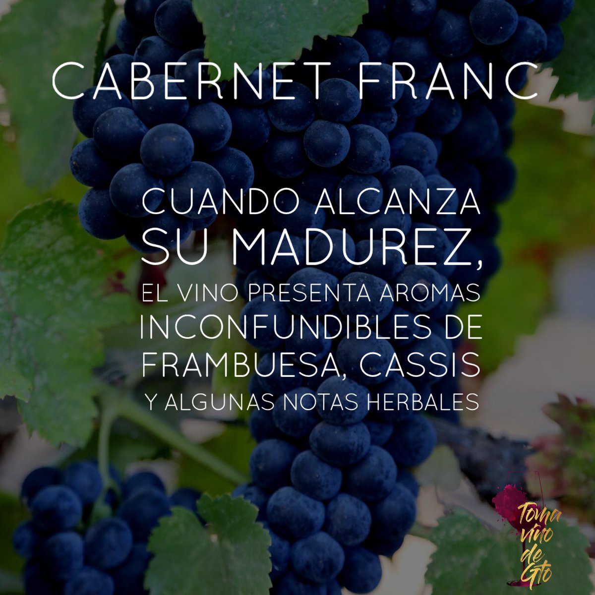 TomaVinoDeGto's tweet photo. Hoy es #diadelCabernetFranc 🍇
En #Guanajuato tenemos algunos vinos con esta gran uva.
El que tenemos en el radar es uno de los vinos de #Octagono
¿Cuál es tu vino favorito que lleva esta uva? 😃 #TomavinoDeGto
#TomaVinoMexicano
.
. https://t.co/0Trqy2ybui