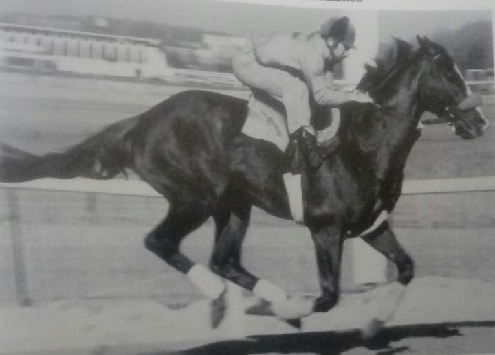 HORSERACING1002's tweet photo. SCREEN KING (USA) 1976
(SILENT SCREEN - INDIAN QUEEN BY NASHUA)
B Pamela H Firman (Ky) Jan 31, 1976
O Flying Zee Stable
T Lazaro Barrera
13-5-3-2----with 239,239 dls
Swift S G3, Woodhawn S, Ak-Sar Ben Omaha Gold Cup H G2,
#ScreenKing https://t.co/FDwfVw6QAu
