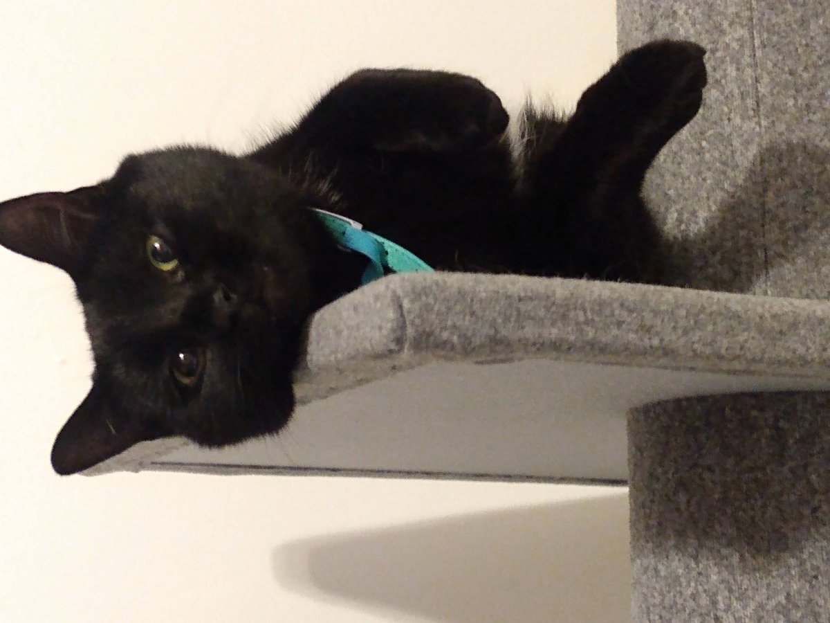 Jpullen19's tweet photo. SuSuwatari wants to say hello.
#Caturday #writercats https://t.co/Q6gjVHhh6Y