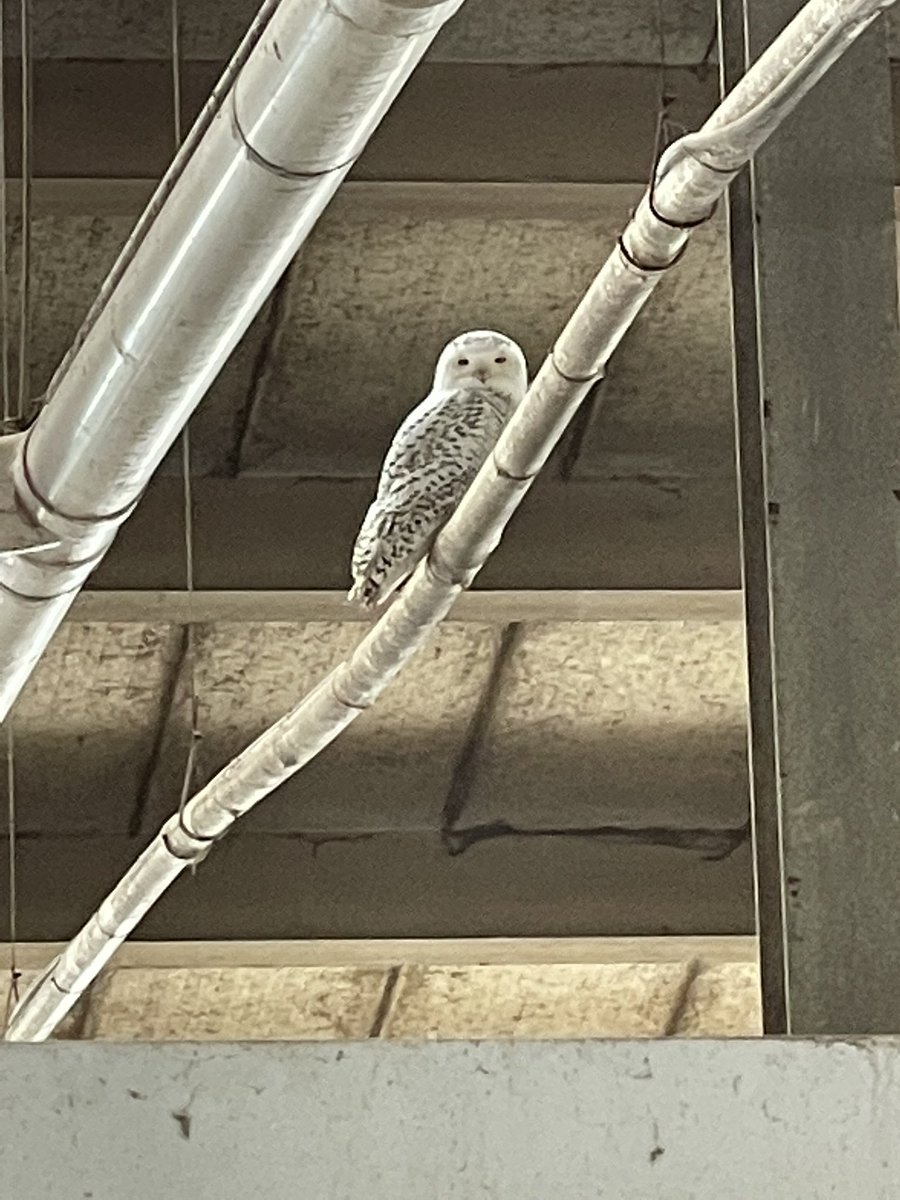 JonWilken's tweet photo. Have a visitor looking watching over the dairy today! #ontag #lely #snowyowl #dairy https://t.co/opS7RprwrG