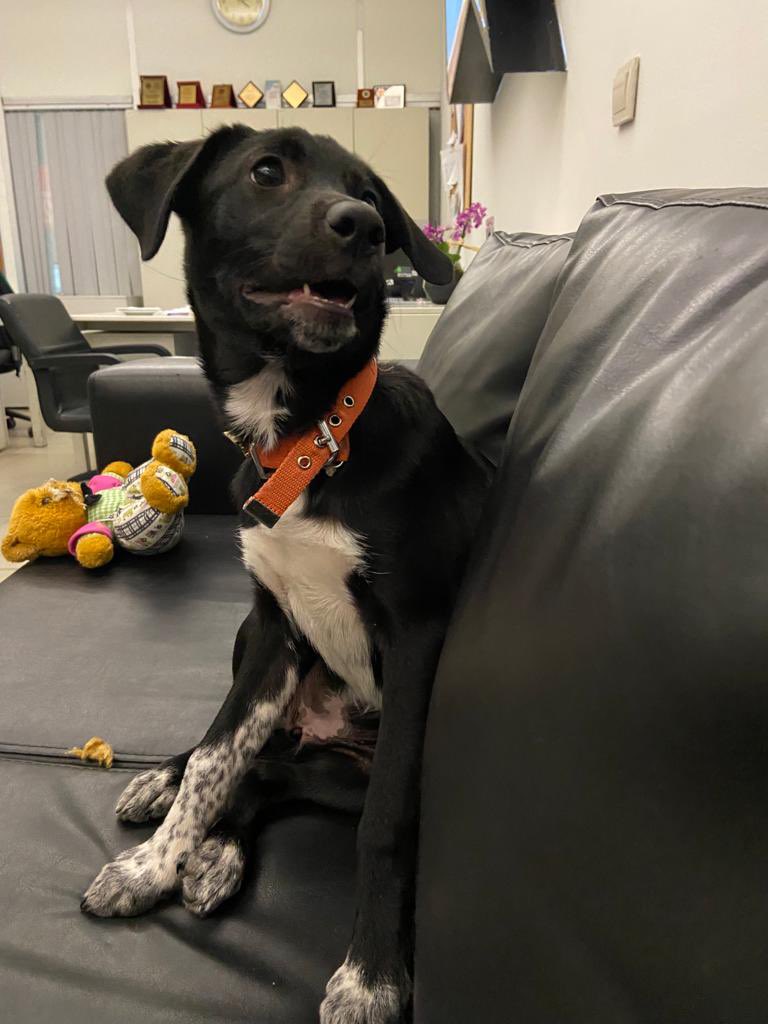 busrasanay's tweet photo. Arkadaşlar sizden bir şey rica edeceğim. 3-4 aylık dünya güzeli dişi bir köpek. Aşıları tam ve çok oyuncu. Sahiplenenler çok oyun oynuyor diye geri getirmiş... Ona yuva olmak ister misiniz? Olmazsanız da bu duyurumu yayar mısınız? O çok bebek🤎 https://t.co/xyREumrWLB