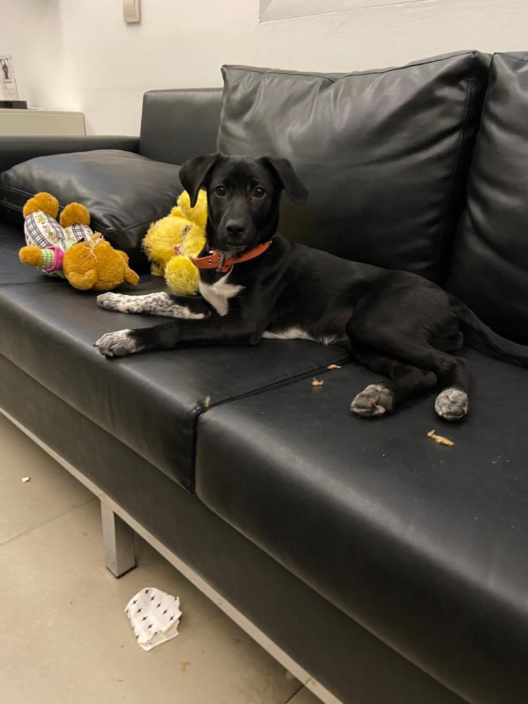 busrasanay's tweet photo. Arkadaşlar sizden bir şey rica edeceğim. 3-4 aylık dünya güzeli dişi bir köpek. Aşıları tam ve çok oyuncu. Sahiplenenler çok oyun oynuyor diye geri getirmiş... Ona yuva olmak ister misiniz? Olmazsanız da bu duyurumu yayar mısınız? O çok bebek🤎 https://t.co/xyREumrWLB