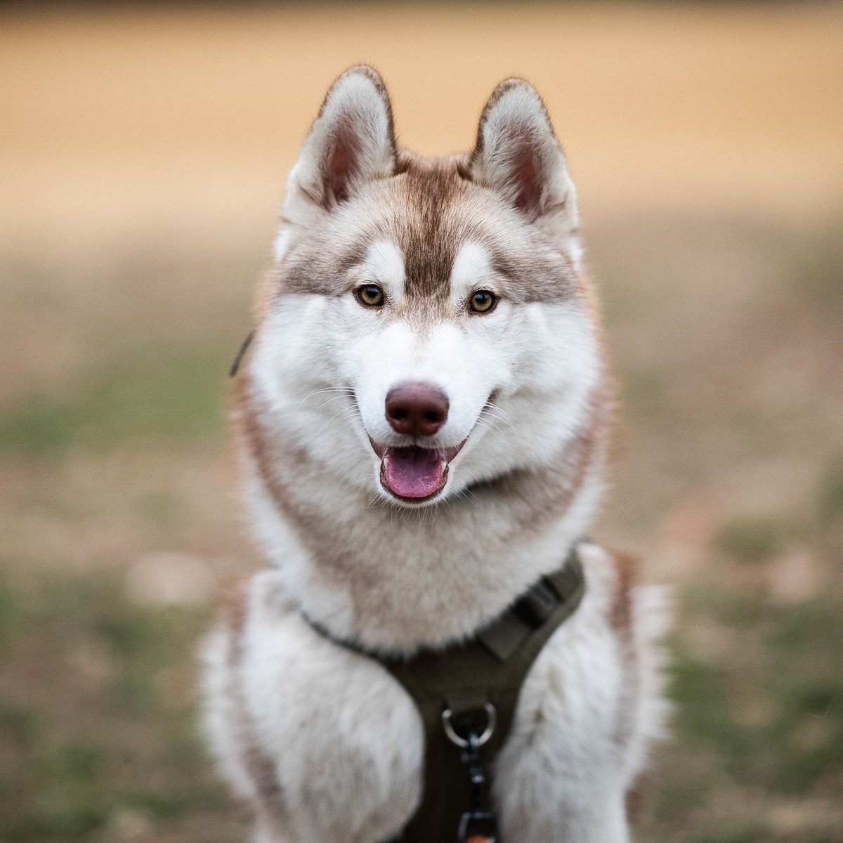 The Dogist tweet media