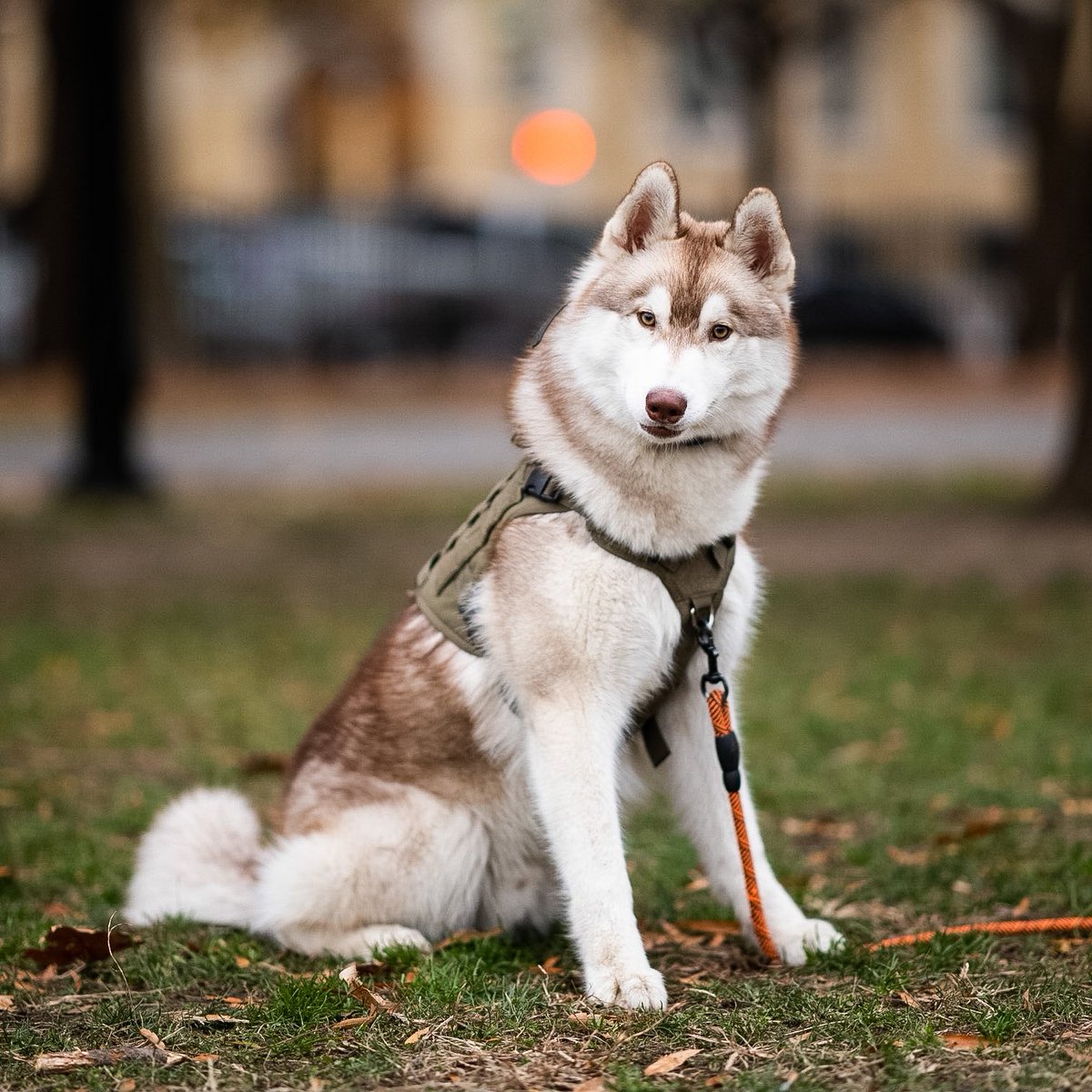 The Dogist tweet media