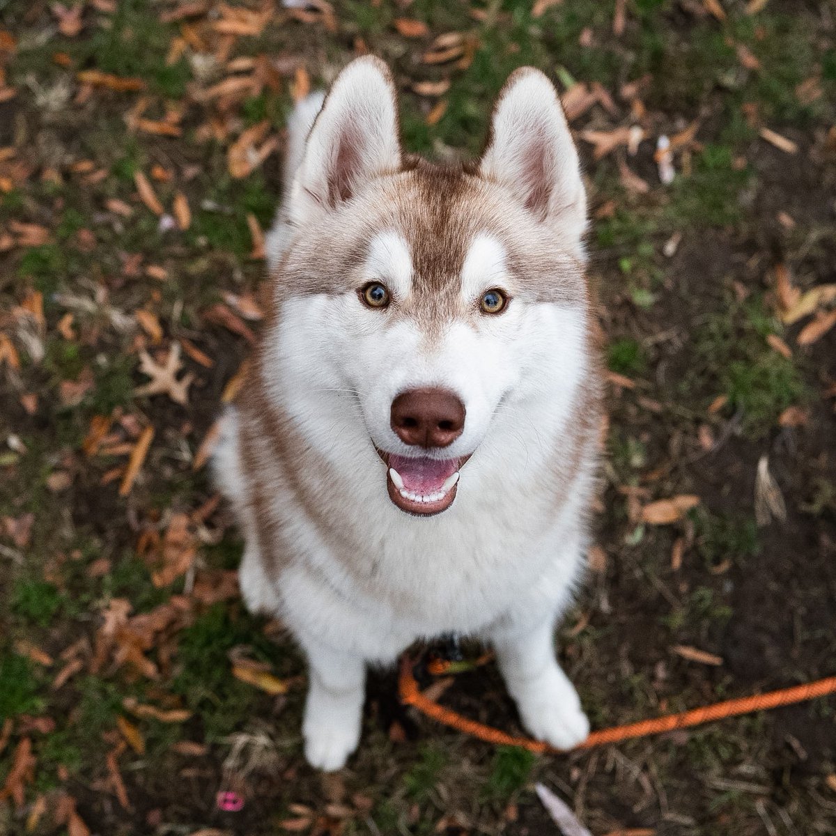 The Dogist tweet media