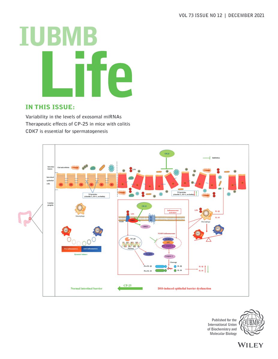 Find the @IUBMB Life 🎄December issue🎄 here 👉iubmb.onlinelibrary.wiley.com/toc/15216551/2… 🔶Variability in the levels of #exosomal #miRNAs 🔶Therapeutic effects of #CP25 in mice with #colitis 🔶 #CDK7 is essential for #spermatogenesis #exosomes #endothelium #GRK2 #TLR4 #NLRP3 #inflammasome #STAT3
