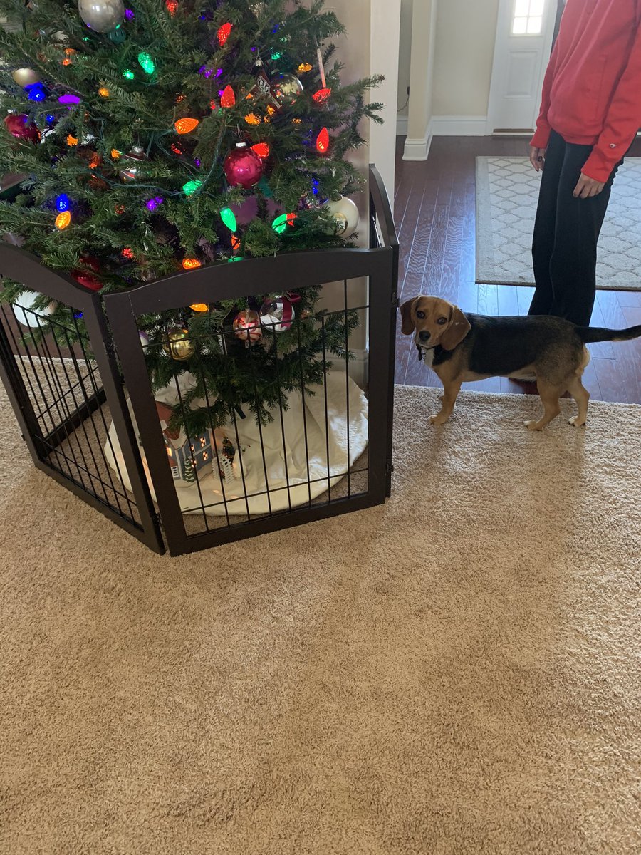 DoozyTheBeagle tweet picture