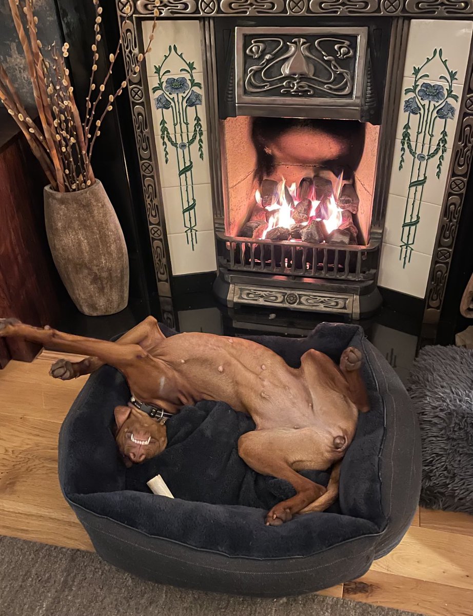 It’s a dogs life….