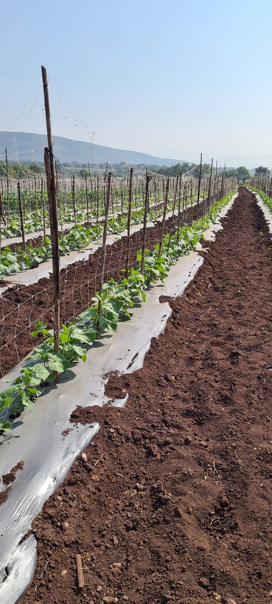 Jcts204's tweet photo. Los precios suben y la difucultad de siembra aumenta, cada año veo menos productores pequeños y medianos a final solo quedara lugar para las grandes empresas https://t.co/7juwtnKKB9