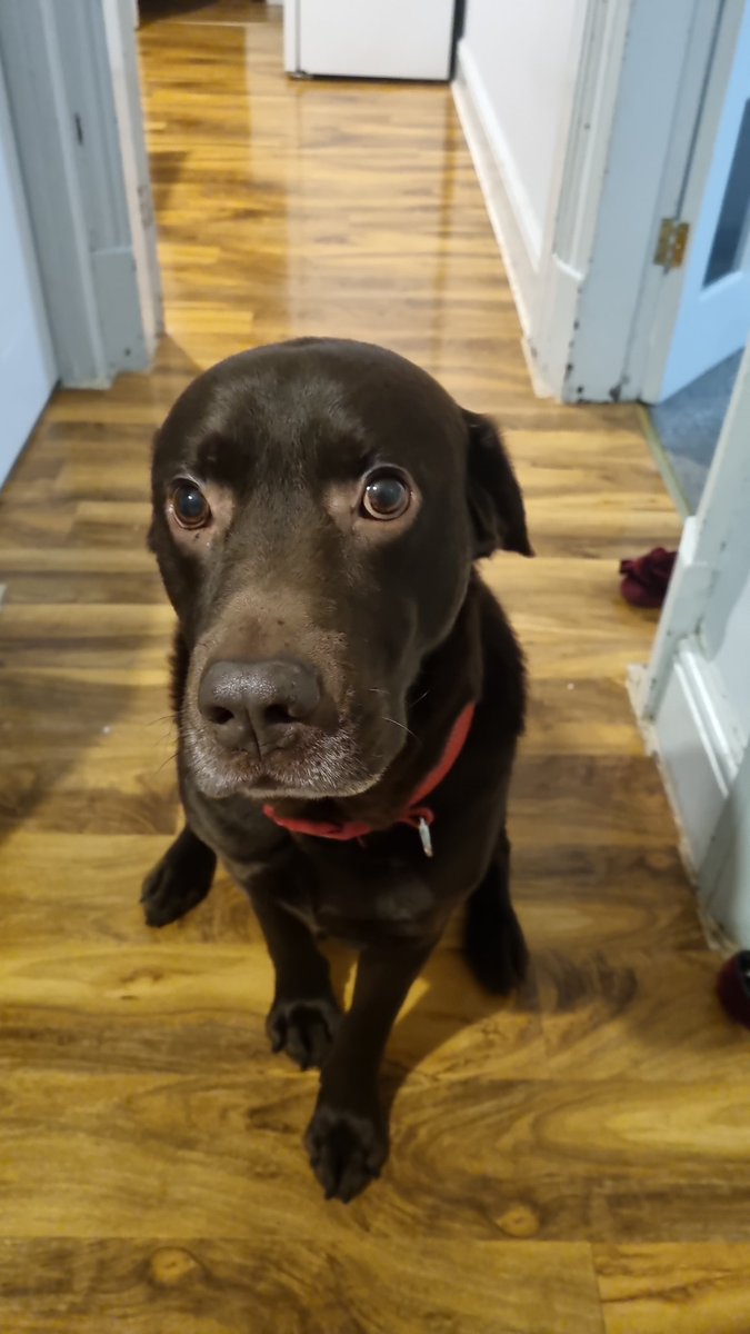 GoldenDust tweet media