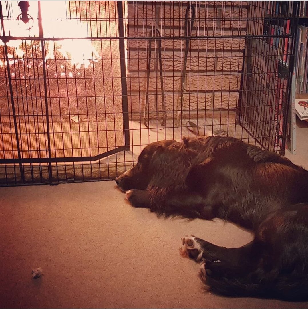 Tr4vi55's tweet photo. @OnTheFarmC5 Snoozing by the fire 😴 https://t.co/fCCNlSr2EV