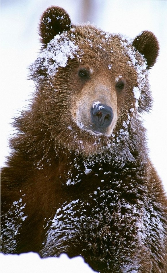 #laughteristhebestmedicine  I Bearly know you, but I can't Bear 🐻 #SaturdayMorning  without honey 🍯 <a href="/smiland/">Sandra Miland</a> <a href="/michell01235876/">Michelle parker</a> <a href="/ronthebod/">veronica alicino</a> <a href="/MicheleEinert/">MicheleAnnEinert</a> <a href="/XandraXandraBX/">Pamela Dawn Erickson</a> <a href="/XannabuckleyX/">Anna Buckley</a>   @BellaRayne10  <a href="/gigirules7/">Regina Spacola</a> @Bella623 <a href="/fuidruidayvolvi/">Lucy in the sky ⭐⭐⭐</a> <a href="/GiselleMarks1/">Giselle Marks</a> <a href="/BethFratesMD/">Beth Frates MD</a>