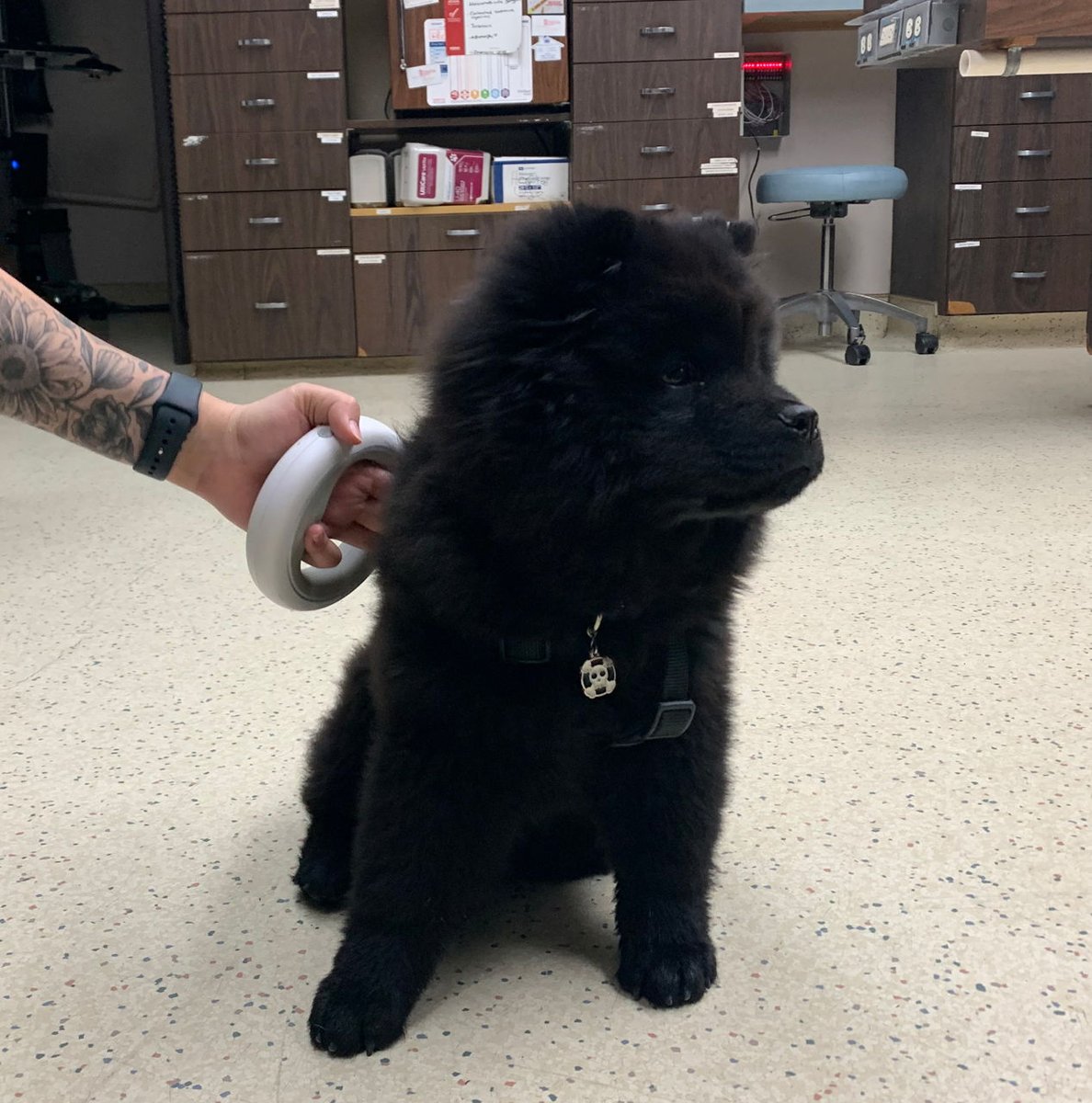 RanchoVets's tweet photo. Check out this little teddy bear who stopped by! Don't forget to book your wellness exam this month to receive your $25 Gift Certificate! https://t.co/Kwbc535I3i #RanchoSequoia #RSVH #Rsvet https://t.co/3cdV43XLfu