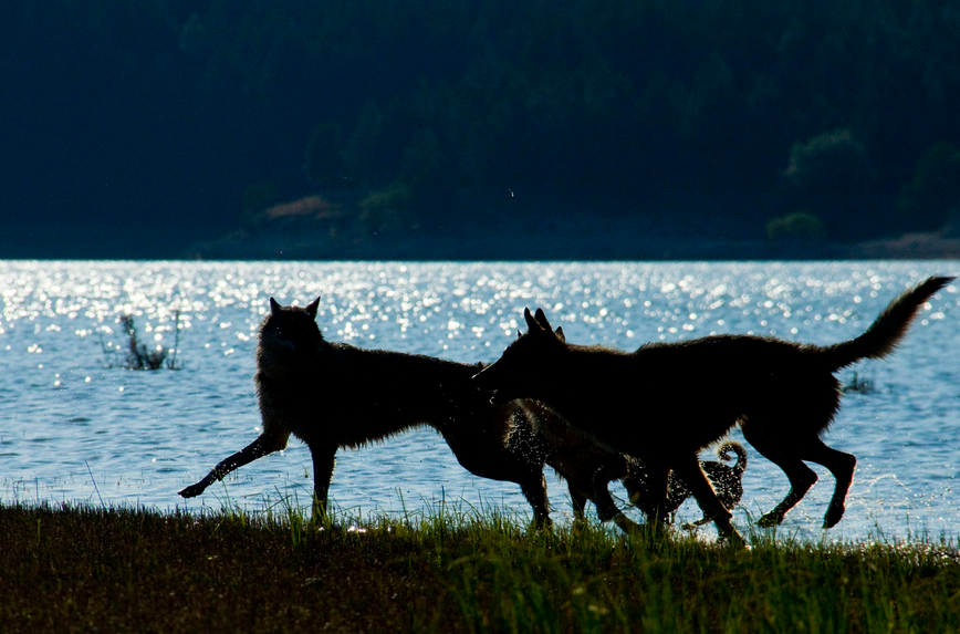 HourlyWolves presents:
