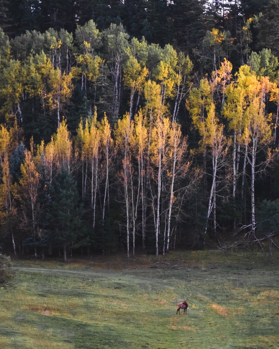 Beautiful big buck scouting out the area. 
#agameoftones #exploremore #visualsoflife #optoutside #roamtheplanet #earthfocus #travelstoke #mountainlife #all2epic #world_bestnature #earthvisuals #outside_project #natgeoyourshot #majestic_earth #igrefined #naturescape #globeshotz #e