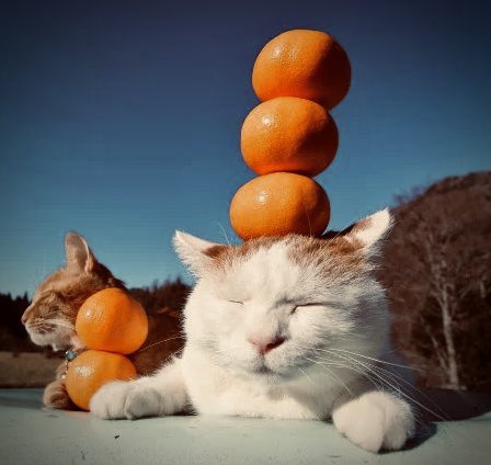 CatMicroFic's tweet photo. “The Price of Oranges”
🐈👒🍊🍊🍊⏱🚃

A short work of cat flash micro fiction https://t.co/oOFkIHs7dk