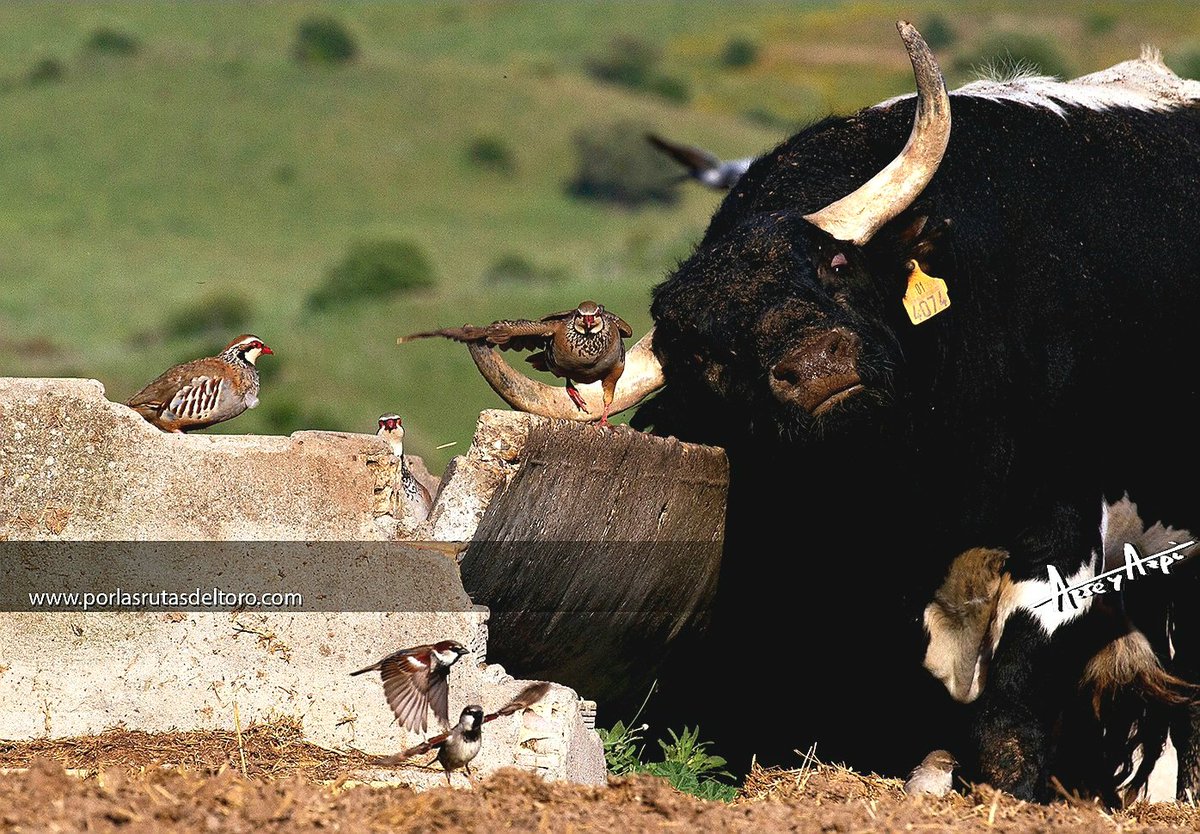 "El toro de lidia convive con multitud de animales salvajes de su entorno. Su crianza ayuda al mantenimiento y supervivencia de los mismos" 
2° libro, prólogo de <a href="/PabloGMancha/">Pablo García-Mancha</a> cada foto comentada y ganadería identificada.
<a href="/JodaryRuchena/">Jodar y Ruchena</a>
Regala tauromaquia😉.
#TOROlibrosArseyAzpi