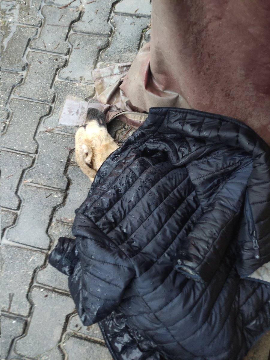 sonsuzmaviR's tweet photo. Bugün araba çarpan bir köpeği ne yazık ki kaybettik... @izmirbld  veteriner hizmetlerinin ihmalkar davranışları bu köpeğe çarpan vicdansız  kadar suçludur. https://t.co/zni36qqnOb