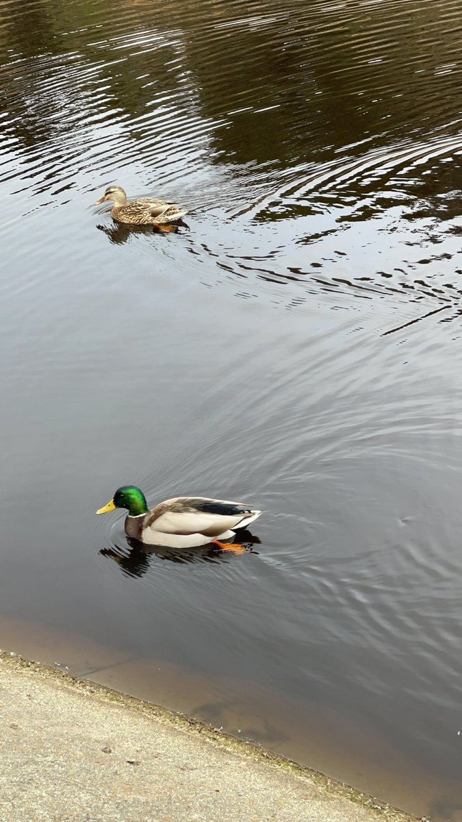 ohohorganic's tweet image. #dailywalk #gooutside #supportchoice