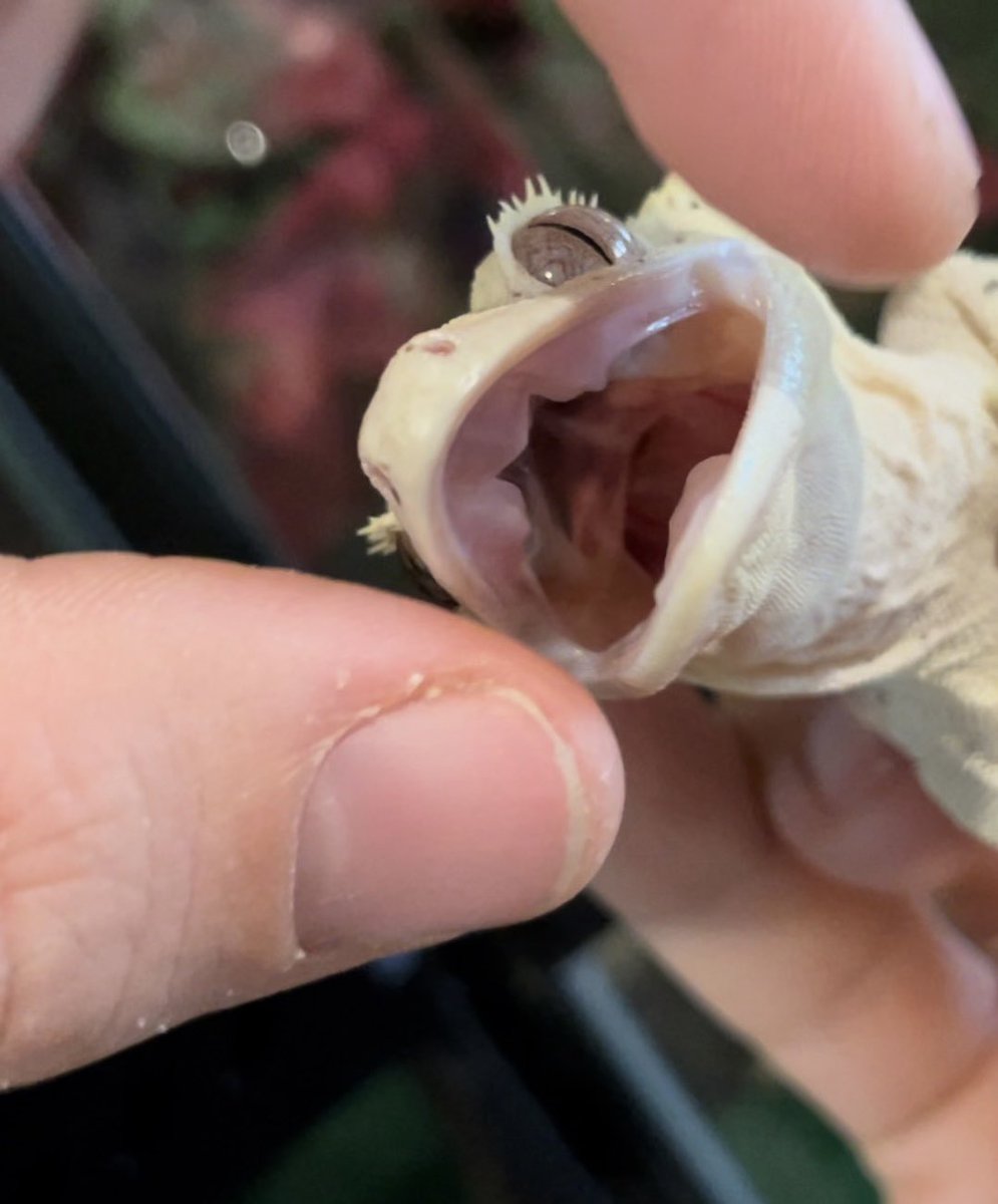 LAFinGeckos's tweet photo. Checking calcium sacs on Snowflake. She just laid 2 more eggs the other night, so need to boost her calcium as her sacks are very small. #Inkspotsuperdalmatian #inkspot #superdalmatian #inked #superdal #lafingeckos #cresties #crestedgecko #Gecko #crestie #tinydino #tinydinosaur https://t.co/W0Wy4caTTj