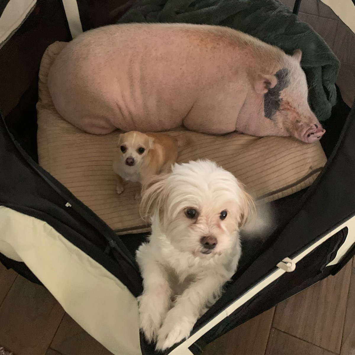 #coworkers #animals #flip4ward