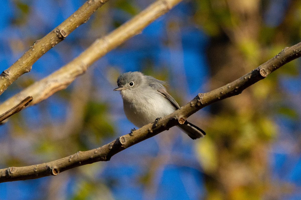 Mattbiggs's tweet photo. blue gray gnatcatcher at bush terminal piers park yesterday :) https://t.co/5lxEZADKI2