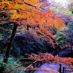 ツイートに含まれる画像