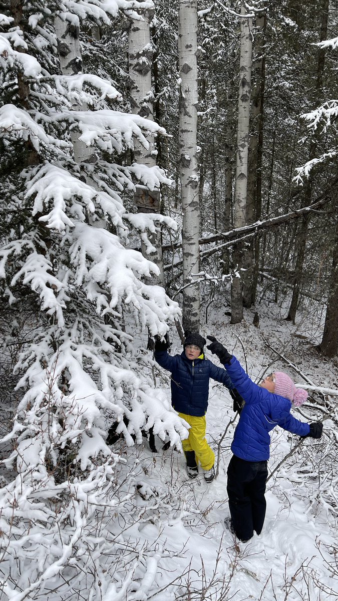 miket136's tweet photo. The yearly Christmas Tree hunt (and negotiations around tree selection) has been a success. The 2021 Thomlinson Christmas tree is a 12β wild Foothills spruce.
#TissTheSeason #TreeHunt #FoothillsCounty https://t.co/7Zf9e8mbj9