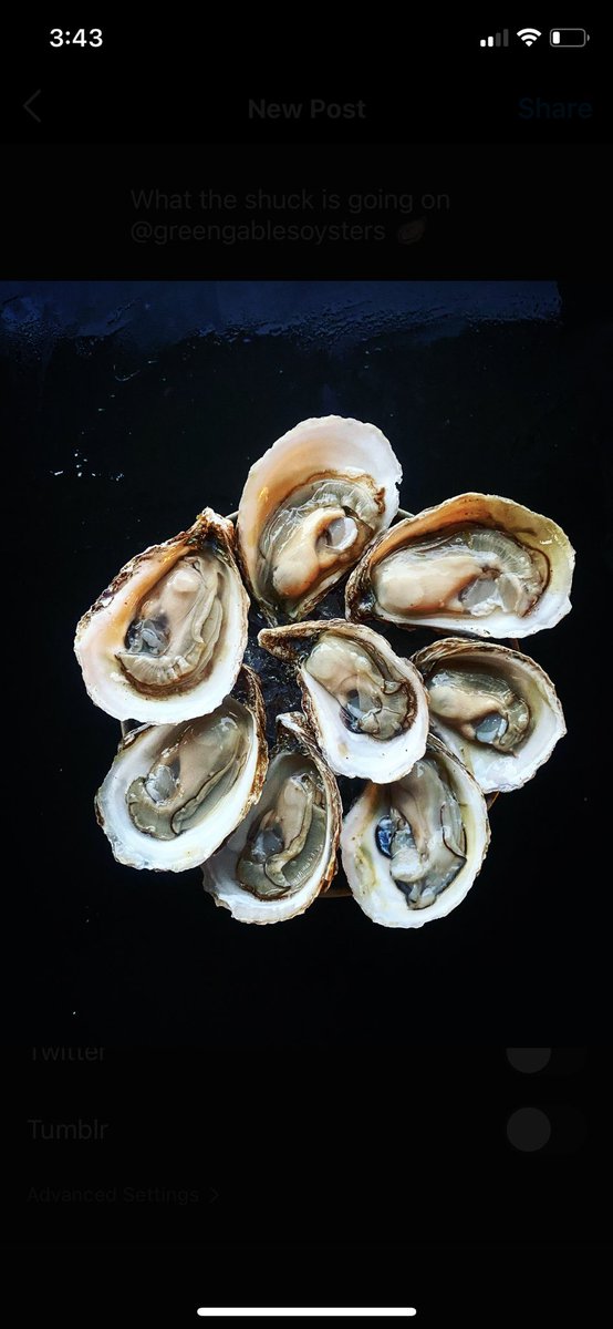 What the shuck is going on @greengablesoysters 🦪