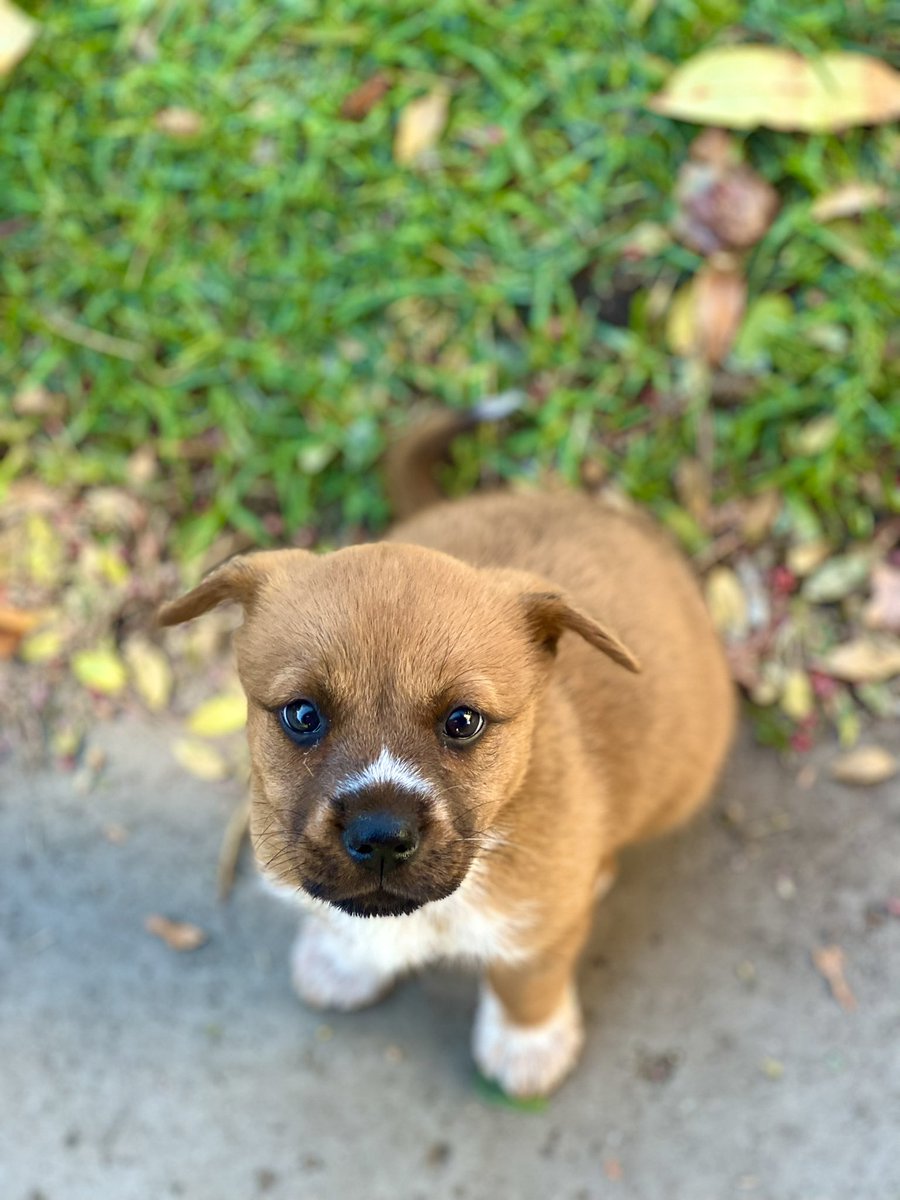 itskcobaby's tweet photo. My new puppy Dior❤️❤️ https://t.co/eEZ9JIL8Nq