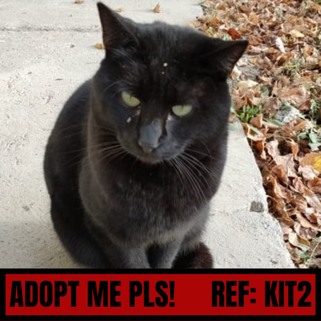 interdogrescue's tweet photo. People think I'm bad luck because I'm a black cat but the real unfortunate one is me. Nobody ever showed me kindness or love. Can you free me from my bad luck? If you wanna adopt me, you can visit https://t.co/eLGSh886RH to find out more about the adoption process! https://t.co/8pboHm9VeR