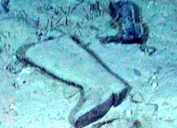 Arriba 81+ imagen titanic wreck shoes - Thptletrongtan.edu.vn