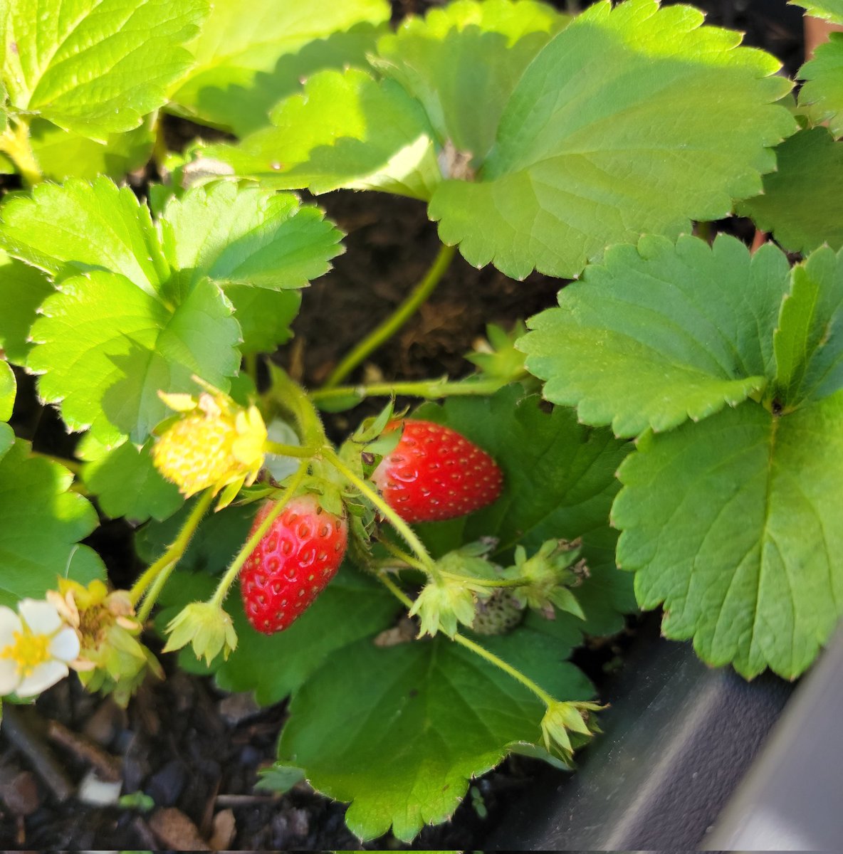 SonniSings's tweet photo. I really love how my strawberries 🍓 are popping right now! I added some bonemeal in with my normal (Berrytone) fertilizer and they loved it. #PlantsNDirt #GardenThings #Outside  #OldMacSonni #berries https://t.co/i9dKdghLaP