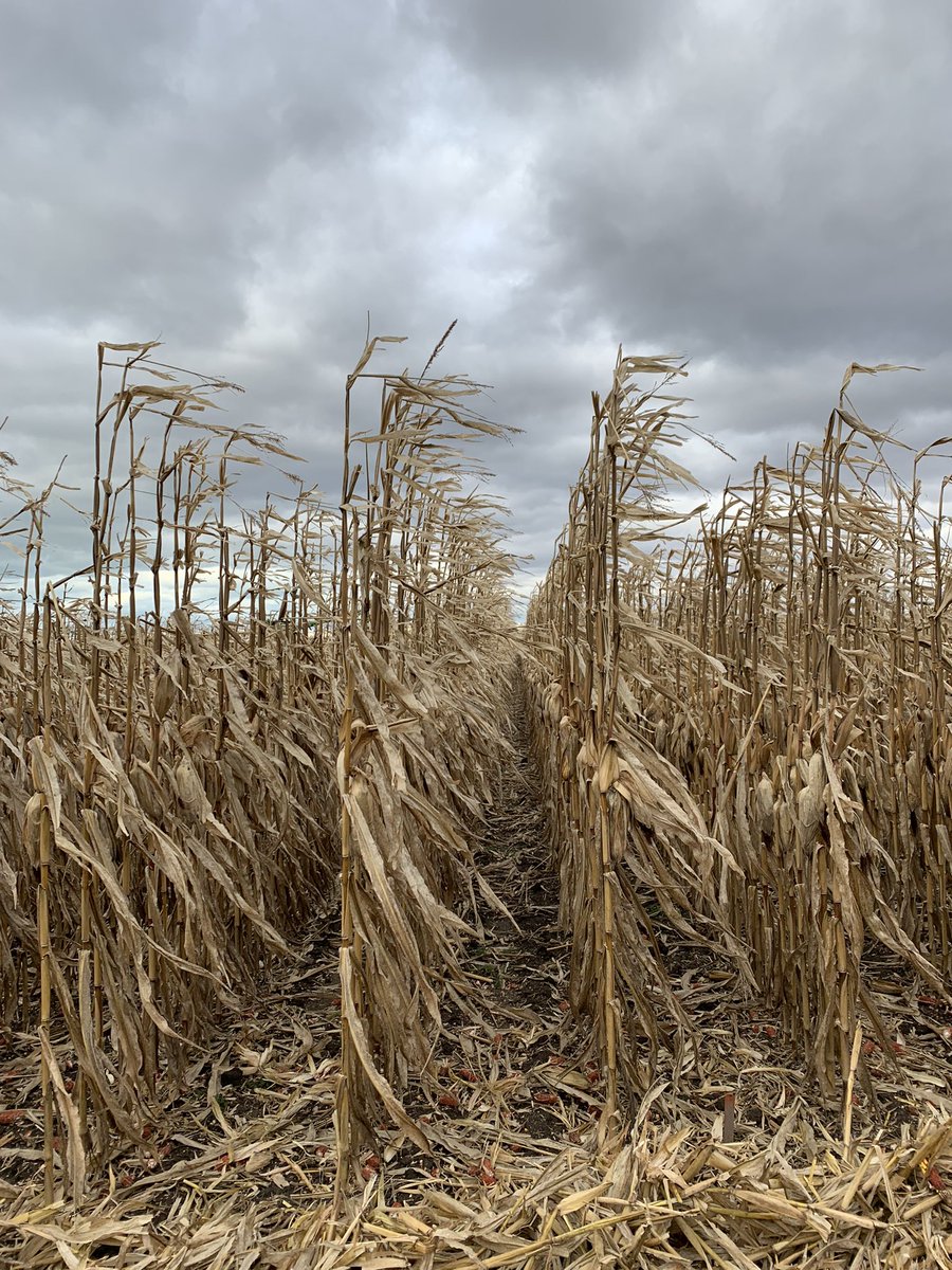 Six months and 254 bushels later🌽 🤩