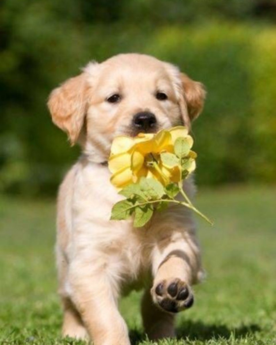 chugs_cd's tweet photo. πFlowers for you
#adoptdontbuy #adopt #rescue #foster #share #chugdog #chug #chugs #chugsofinstagram #chihuahua #pug #dogstagram #dogoftheday #dog #cute #love #animal https://t.co/sVlgNxOdif