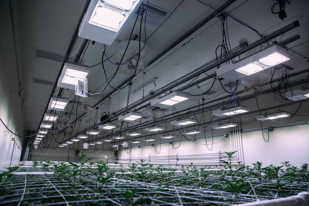 #NationalCookieDay means something a little different to us... shout out to <a href="/CookiesMaywood/">Cookies Maywood</a> and their 🔥🔥 🔥  set up of the Gavita CT 1930e. #GavitaGrown 💪🍪