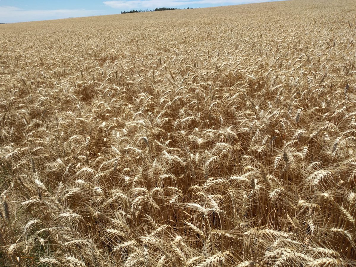 Terminando con el último de los semilleros. Muy contentos con los nuevos trigos. Se vienen Alamo, Maiten y Olivo. Ciclos cortos y largos. Vamos a aprovechar a full la ventana de siembra. Muchisimo potencial!! 💪🏻 🌾 💣 
<a href="/adp_uruguay/">ADP</a>