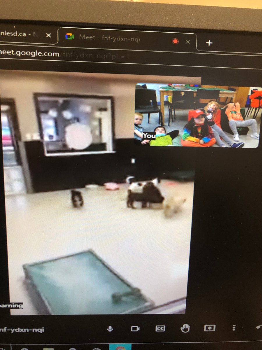 Mdpoole95's tweet photo. This Christmas season each homeroom in our school is participating in a giving project. The K-1s are donating to the SPCA in Goose Bay, so on Friday we had a tour of the SPCA and got to virtually meet some of the people and animals there! 🥰🐶 @WillGillettAcad https://t.co/9VovNvnX1O
