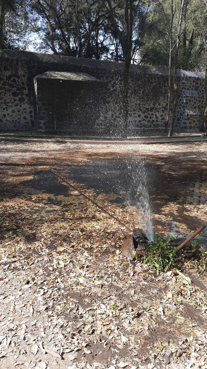 solis_le's tweet photo. @SacmexCDMX hay una fuga en la calle Rafael Oliva, col. San Diego, @Alcaldia_Coy, en el jardin del Convento https://t.co/0t19x5zpX5